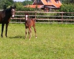 broodmare No Limit L (Bavarian, 2001, from Quamiro)