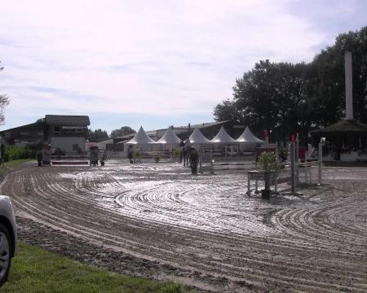 broodmare Pablicity 2 (Westphalian, 2001, from Portland L)
