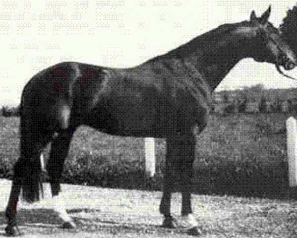 stallion Frühesch (Bavarian, 1982, from Frühlingsrausch)