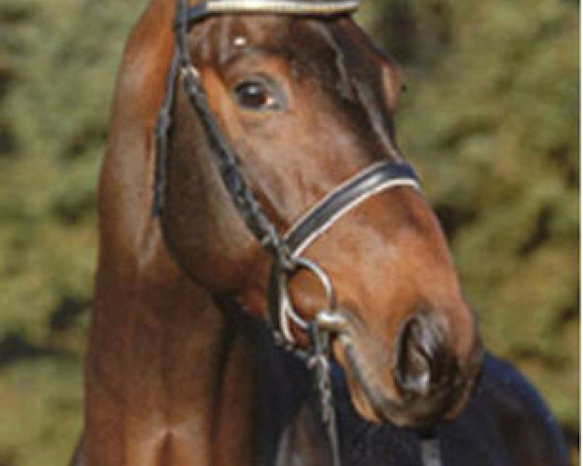 Deckhengst Limonit (Hannoveraner, 1999, von Lancier)