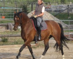 Pferd Saphir le King (Westfale, 2000, von Saint Tropez)