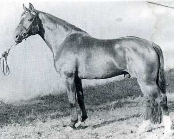 stallion Fasolt (Holsteiner, 1969, from Farnese 3804)