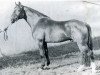 stallion Fasolt (Holsteiner, 1969, from Farnese 3804)