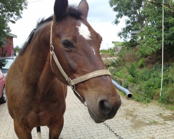 broodmare Angelina (Oldenburg, 1985, from Argentinus)