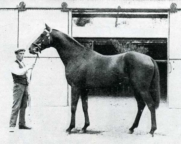 stallion Minoru xx (Thoroughbred, 1906, from Cyllene xx)