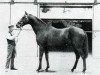 stallion Minoru xx (Thoroughbred, 1906, from Cyllene xx)