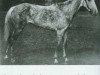 Pferd Serenissima xx (Englisches Vollblut, 1913, von Minoru xx)