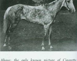 broodmare Serenissima xx (Thoroughbred, 1913, from Minoru xx)