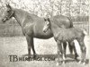 broodmare Selene xx (Thoroughbred, 1919, from Chaucer xx)