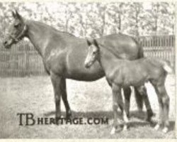 broodmare Selene xx (Thoroughbred, 1919, from Chaucer xx)