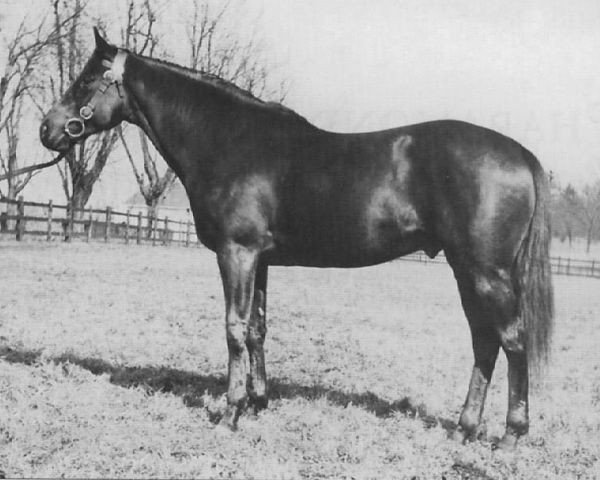 stallion Pharamond II xx (Thoroughbred, 1925, from Phalaris xx)