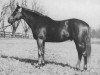 stallion Pharamond II xx (Thoroughbred, 1925, from Phalaris xx)