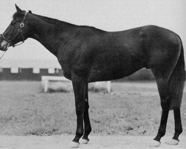 stallion Menow xx (Thoroughbred, 1935, from Pharamond II xx)
