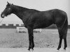 stallion Menow xx (Thoroughbred, 1935, from Pharamond II xx)