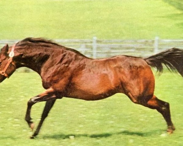 stallion Tom Fool xx (Thoroughbred, 1949, from Menow xx)