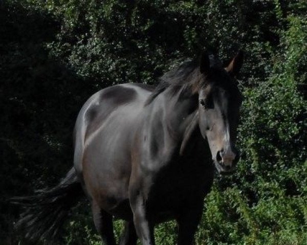 broodmare Zienna O (KWPN (Royal Dutch Sporthorse), 2004, from Negro)