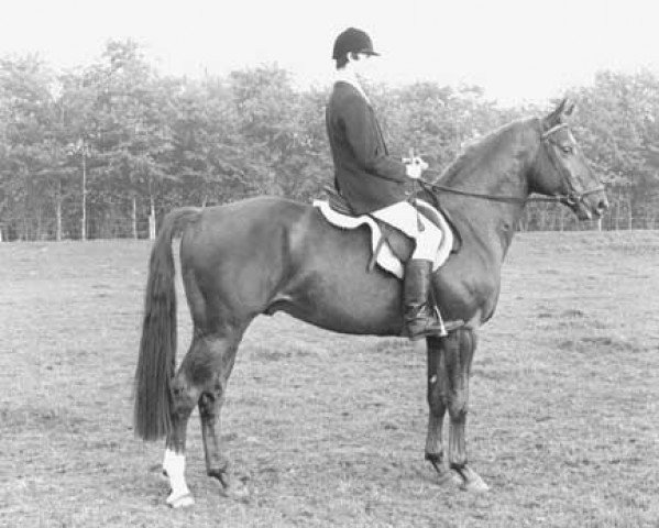 stallion Prefekt (Hanoverian, 1974, from Gueldenstein)