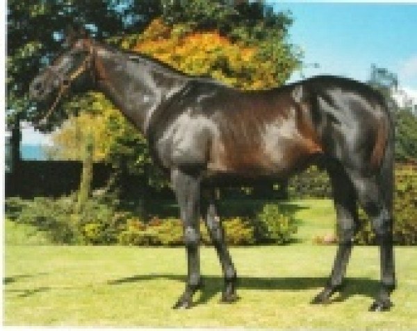 stallion Diagramatic xx (Thoroughbred, 1973, from Sir Wiggle xx)