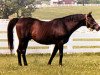 stallion Tim Tam xx (Thoroughbred, 1955, from Tom Fool xx)