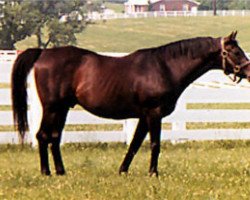 stallion Tim Tam xx (Thoroughbred, 1955, from Tom Fool xx)