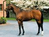 stallion King's Best xx (Thoroughbred, 1997, from Kingmambo xx)