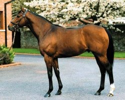 stallion Kings Best xx (Thoroughbred, 1997, from Kingmambo xx)