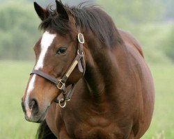 broodmare Hasili xx (Thoroughbred, 1991, from Kahyasi xx)