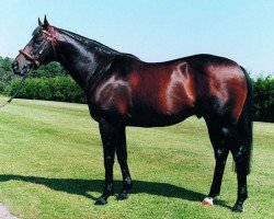 stallion Green Desert xx (Thoroughbred, 1983, from Danzig xx)