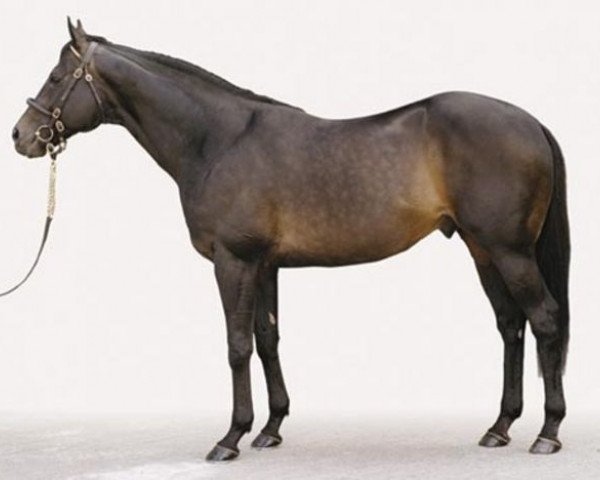 stallion Cape Cross xx (Thoroughbred, 1994, from Green Desert xx)