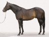 stallion Cape Cross xx (Thoroughbred, 1994, from Green Desert xx)