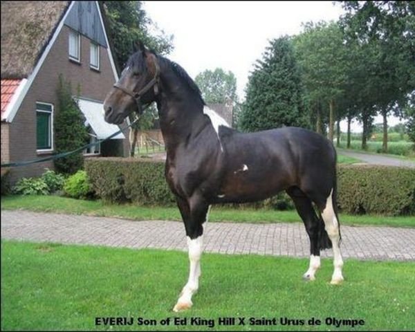 stallion Everij A (Dutch riding horses and ponies with Arabic blood content, 1996, from Ed King Hill)