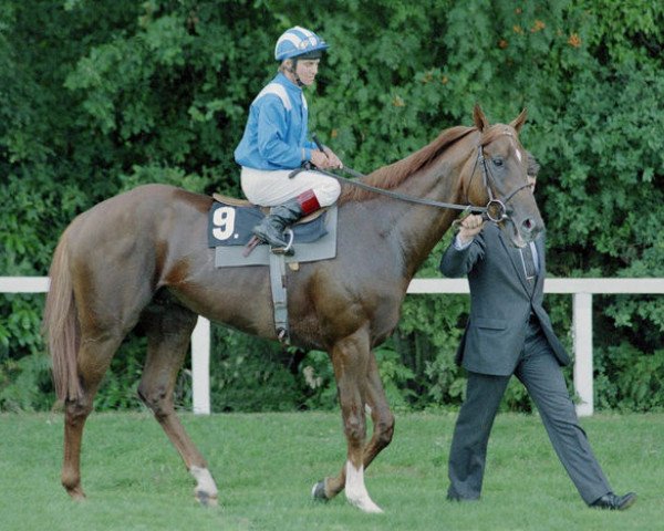 stallion Nashwan xx (Thoroughbred, 1986, from Blushing Groom xx)