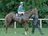 stallion Nashwan xx (Thoroughbred, 1986, from Blushing Groom xx)