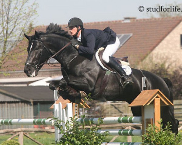 stallion Vigaro Z (Belgian Warmblood, 1998, from Darco)