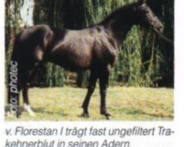 Dressurpferd Flores (Rheinländer, 1993, von Florestan I)