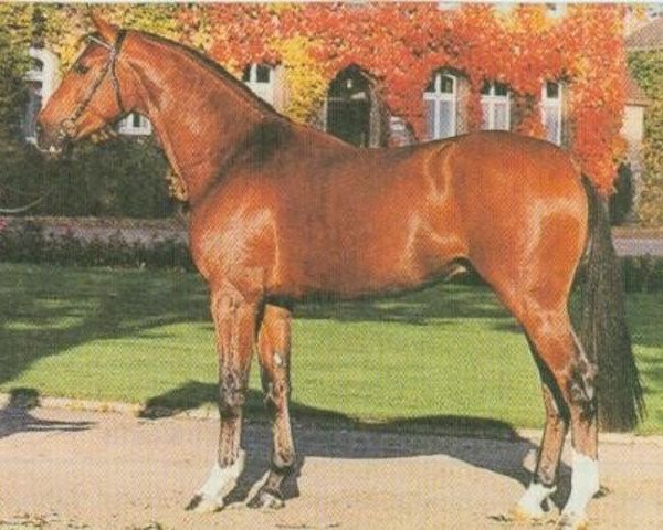 stallion Precioso (Westphalian, 1996, from Pit I)