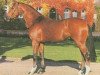 stallion Precioso (Westphalian, 1996, from Pit I)