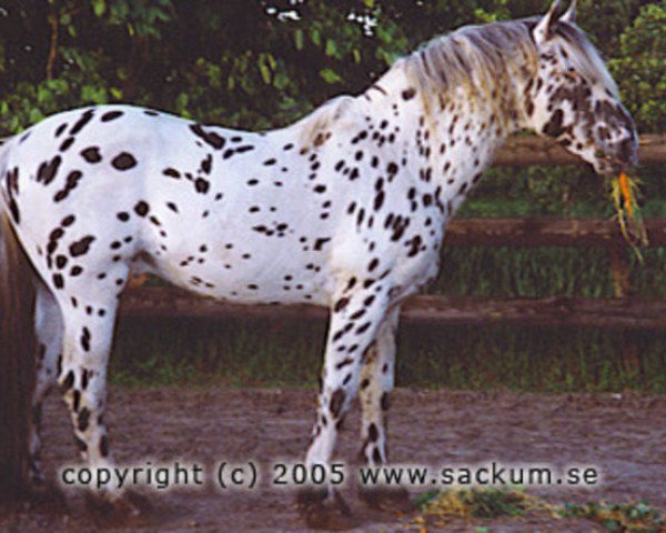stallion Lyn KNN 77 (Knabstrupper, 1974, from Molro af Thorsager)