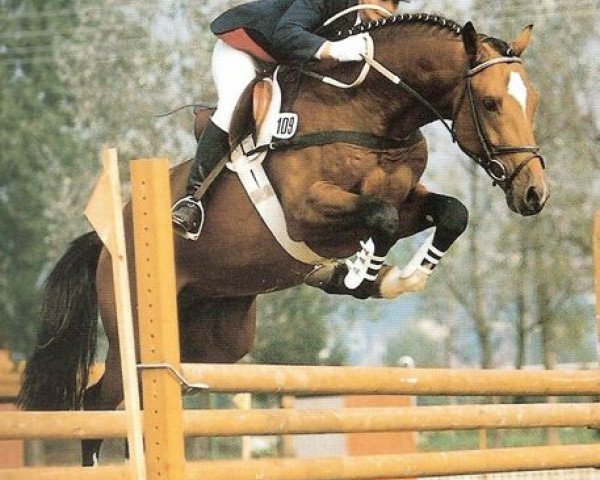 stallion Landwind II (Holsteiner, 1985, from Landgraf I)