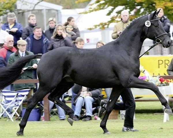 stallion Hochmeister (Hanoverian, 2005, from Hochadel)