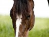 dressage horse Destiny (Hessian Warmblood, 2003, from Don Stefano)