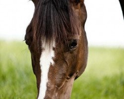 dressage horse Destiny (Hessian Warmblood, 2003, from Don Stefano)