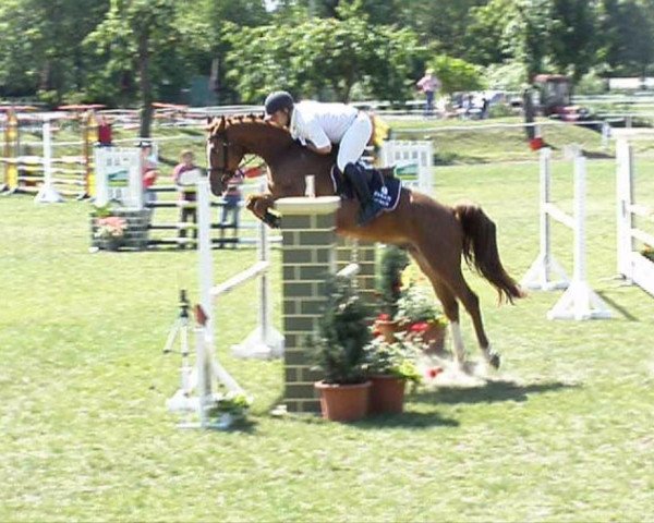 jumper Askado (German Sport Horse, 2006, from Askari)