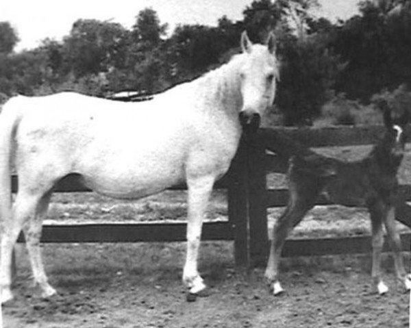 broodmare Gamila RAS (Arabian thoroughbred, 1900, from El Sennari RAS)