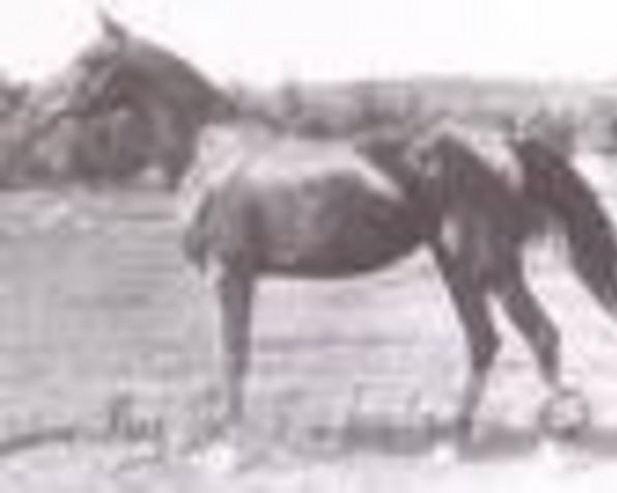 Zuchtstute Kasima RAS (Vollblutaraber, 1905, von Narkise RAS)