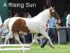 broodmare A Rising Sun (Westphalian, 2002, from Astek)