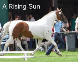 broodmare A Rising Sun (Westphalian, 2002, from Astek)