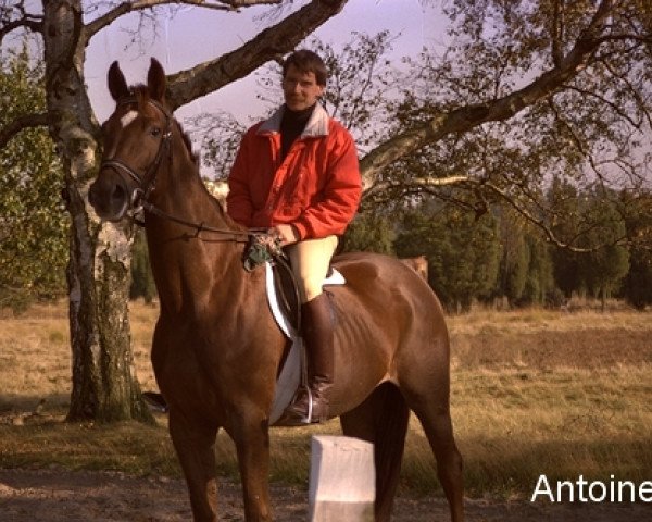 Zuchtstute Antoinette (Westfale, 1985, von Argwohn I)