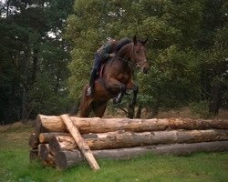 broodmare Lollipop (Westphalian, 1990, from Landino)