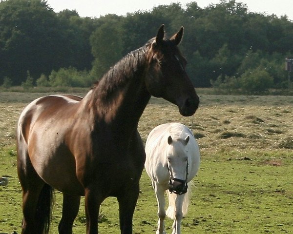 dressage horse Dora (Oldenburg, 2004, from Danny Wilde)
